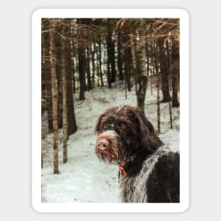 Winter Wirehair Sticker